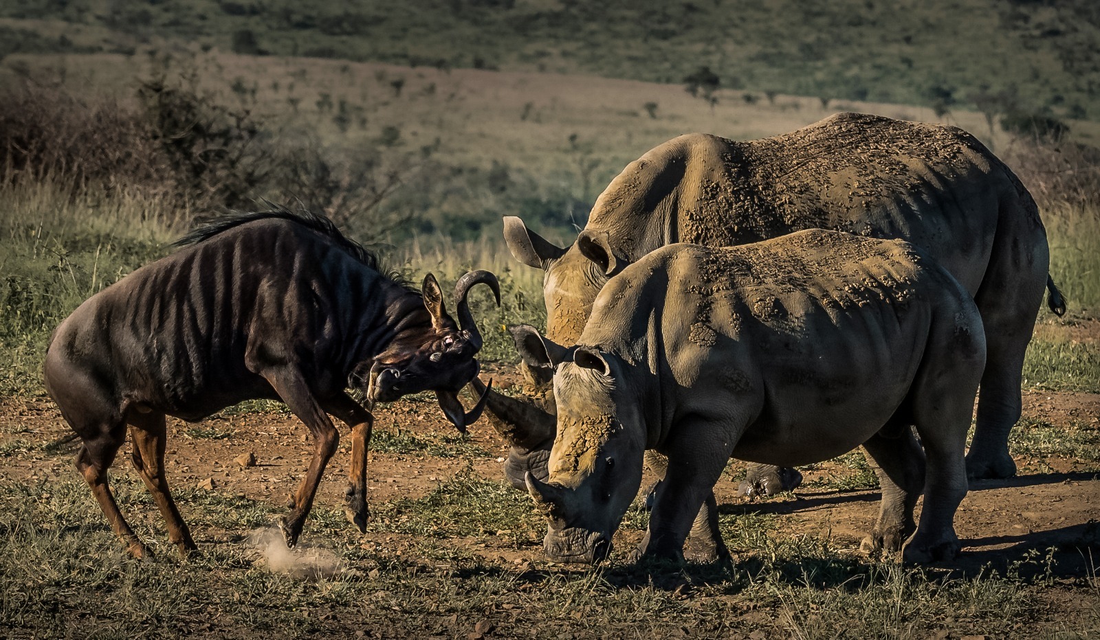 plight of the rhino talk with Pieter Uys and Bruna Mentrup