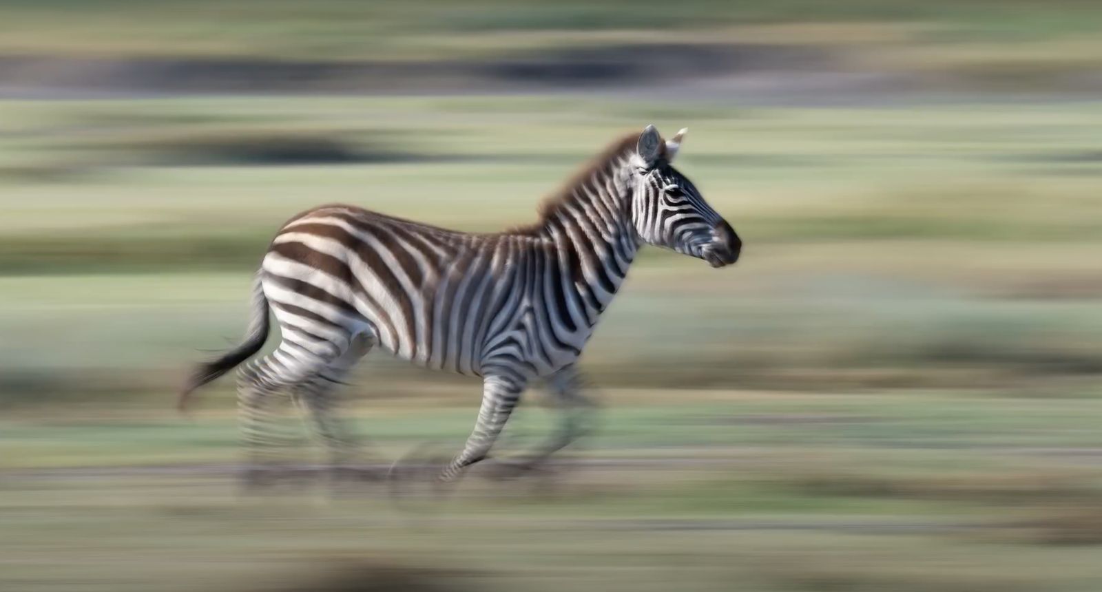 bruna mentrup, panning and tracking techniques, wildlife photography