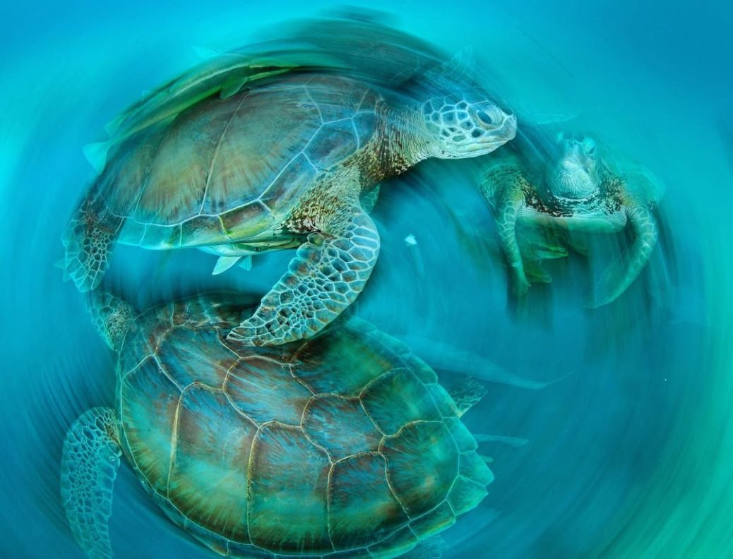 turtles in the ocean