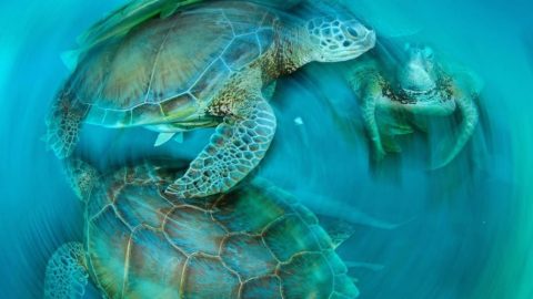 turtles in the ocean