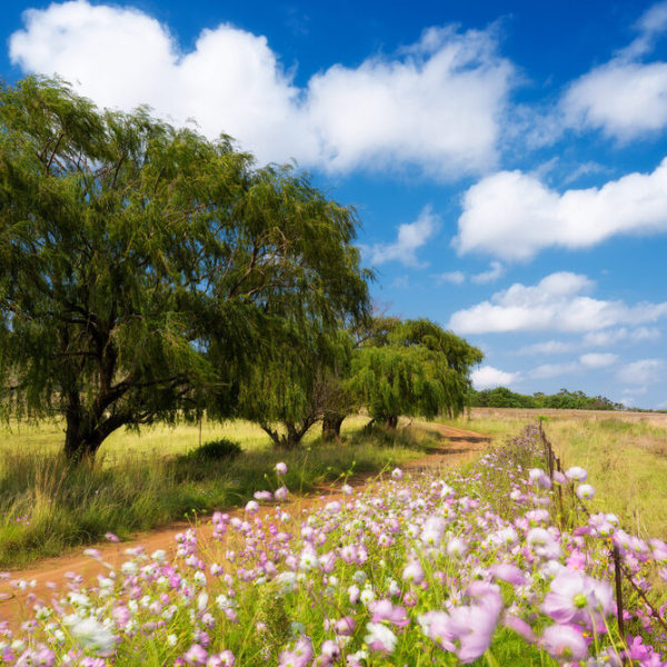 Freestate-1
