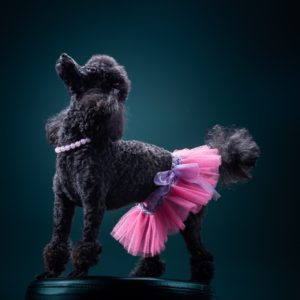 Pet Photography Course