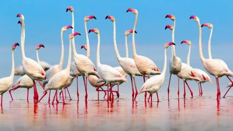 Art Wolfe: Conservation Inspiration Through Nature Photography