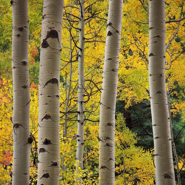 Colorado aspen.