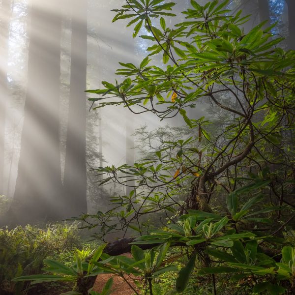From last week...not many blooms on the rhododendrons this year, or at least so far. But the gre