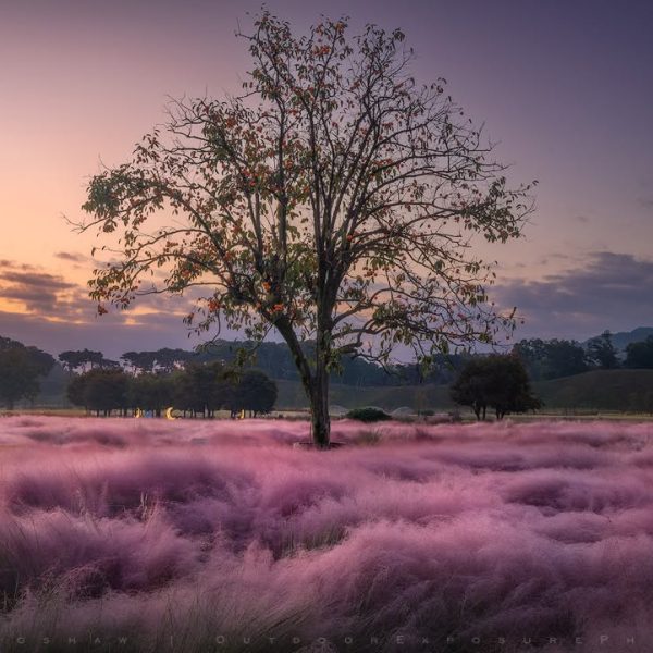 Persimmon tree in a field of pink muhly grass during the glow of pre-dawn light. Gyeongju, Korea