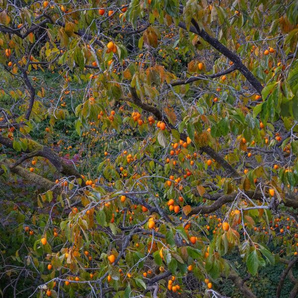 Persimmon trees are everywhere in Korea, and they’re deeply intertwined with the country’s cultu