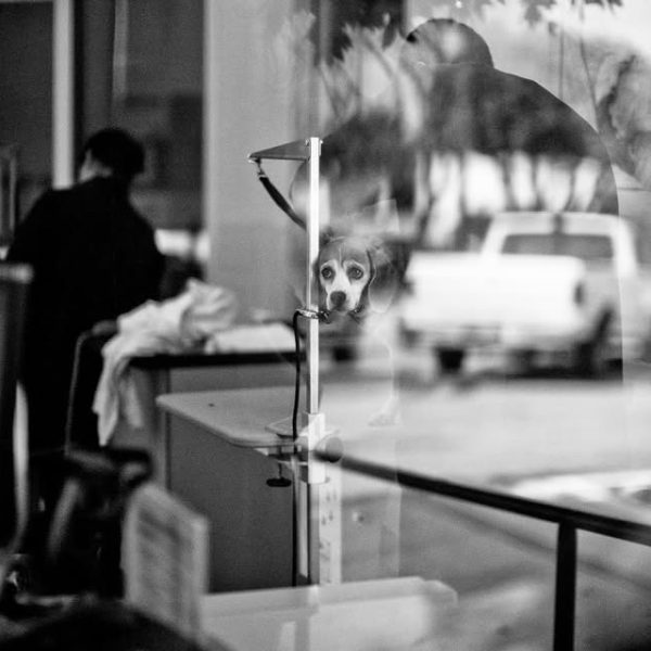 Life goes on. Found this in the archive, a sad dog face in Los Angeles while life goes on outsid