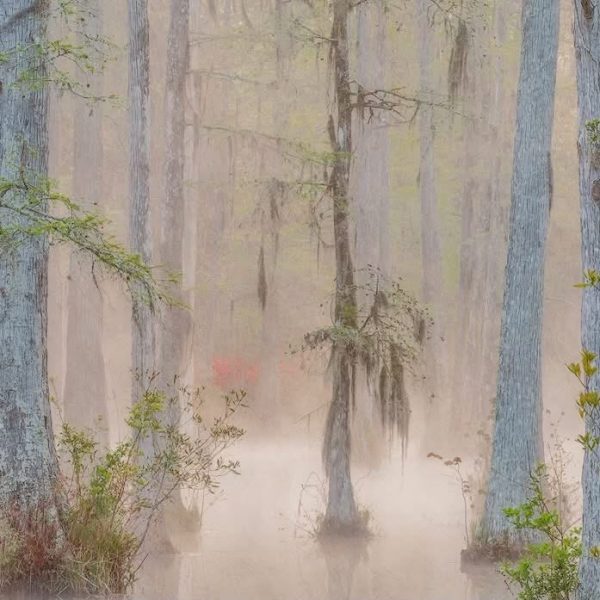 Foggy morning on a cypress swampMoncks Corner, SC