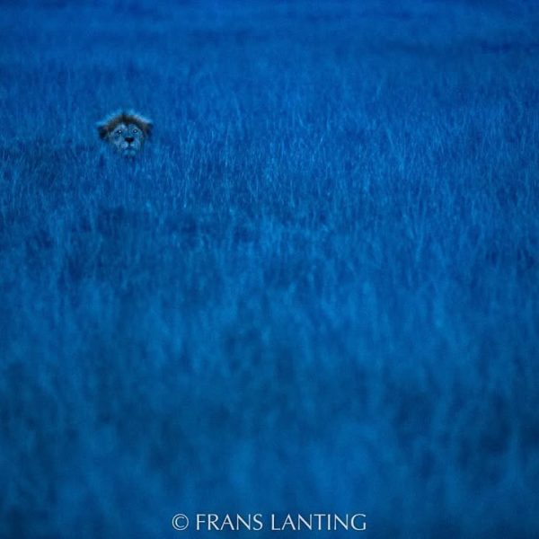 Photo by @FransLanting A ghost at dusk, a male lion appears small in the landscape yet powerful