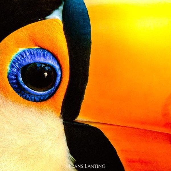 Photo by @FransLanting A reminder to all bird photographers! The deadline to submit photos of bi