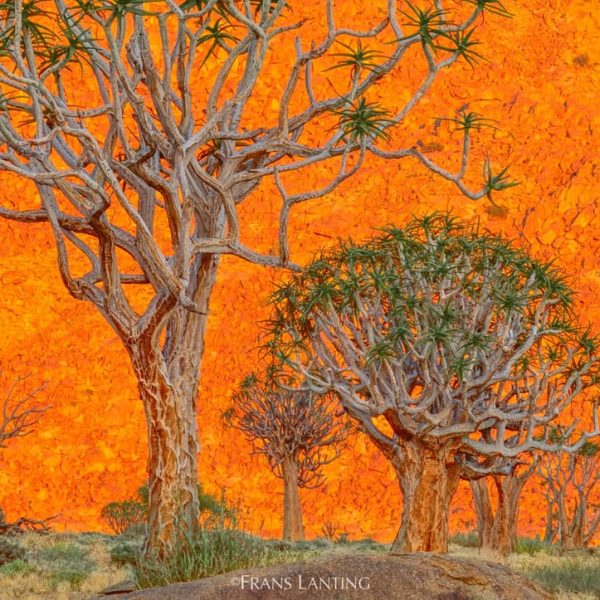 Photo by @FransLanting I am sharing this image in honor of Earth Day. It shows quiver trees agai