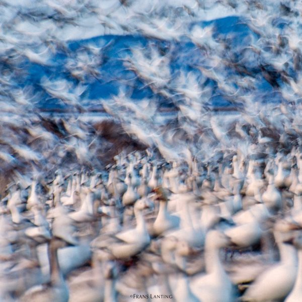 Photo by @FransLanting January 6 is the birthday of Barry Lopez, who passed away two weeks ago.