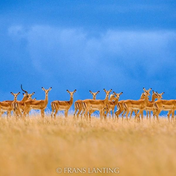 Photo by @FransLanting The whole world is watching as the people of Ukraine show us what unity a