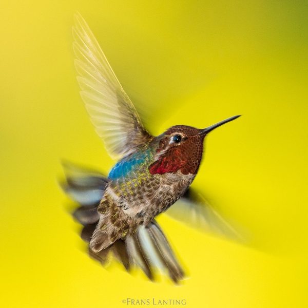 Photo by @FransLanting Today we are celebrating International Biodiversity Day. Sheltering in pl