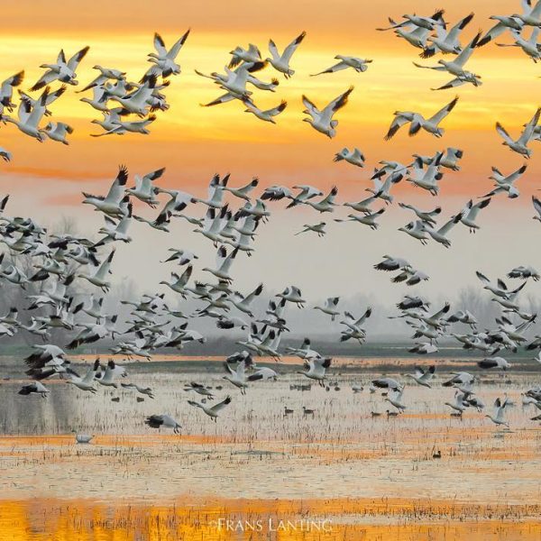 Photo by @FransLanting Would you like me to review your best bird photos I am looking for submi