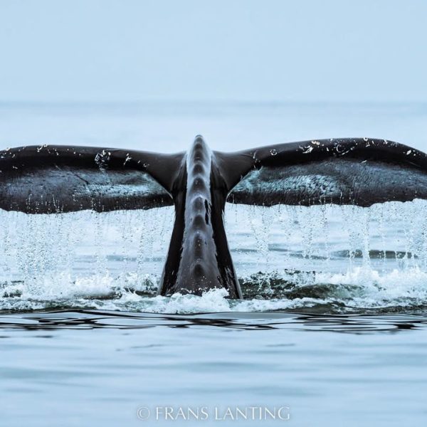 Photo by @FransLantingDear Friends, @ChristineEckstrom and I are delighted to join legendary mar